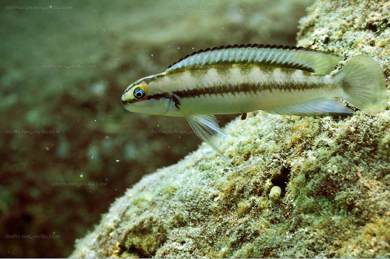 Telmatochromis vittatus 'Kekese'